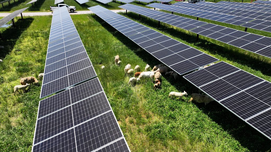 Photo depicts an arial shot of solar panels at Great Bend Solar project in Ohio. Sheep graze the grass between the arrays.